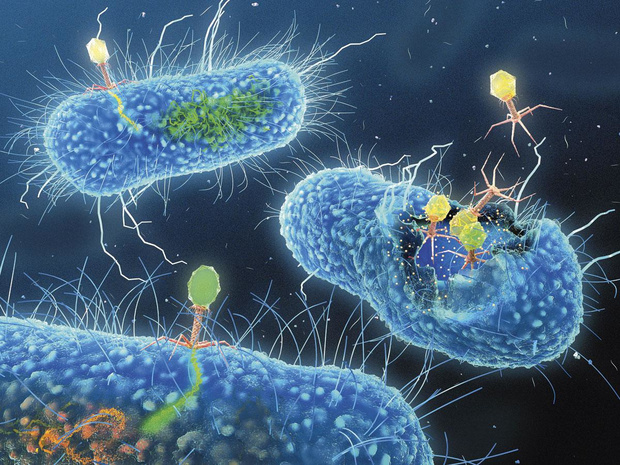 Bacteriofagen: een Belgisch verhaal 