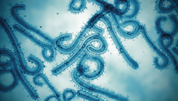Marburgvirus in Rwanda onder controle