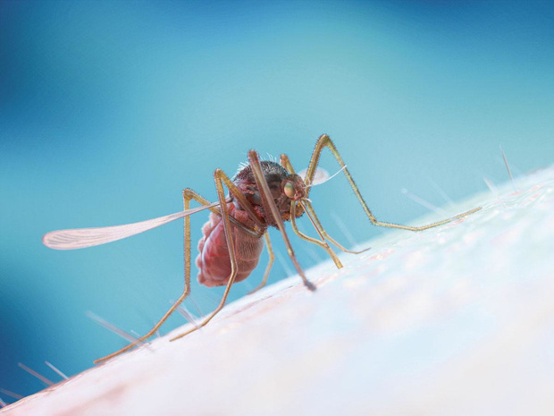 Virus du Nil occidental: quelles recommandations donner? 