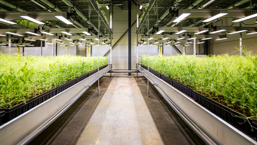 Protealis vult aanbod van vroegrijpe sojarassen verder aan