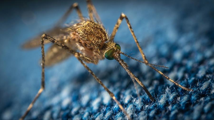 241 mensen besmet met het West-Nijlvirus in Europa
