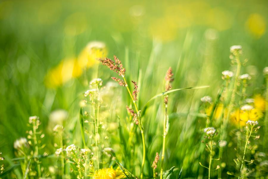 La saison des pollens de graminées bat son plein