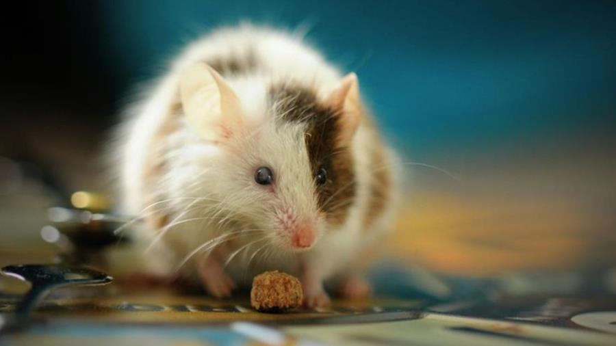 Les rodenticides chimiques appartiennent-ils définitivement au passé?